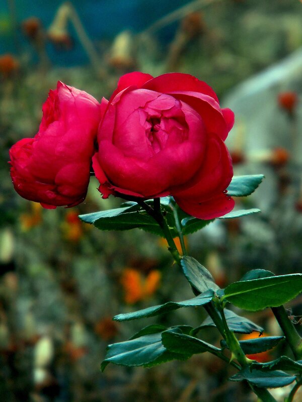 Просто цветы - Роман Савоцкий