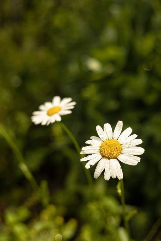 Стопроцентный способ узнать, любит ли вас человек или не любит) - Анастасия Фотографовна Стопроцентный способ узнать, любит ли вас человек или не любит) - Анастасия Фотографовна