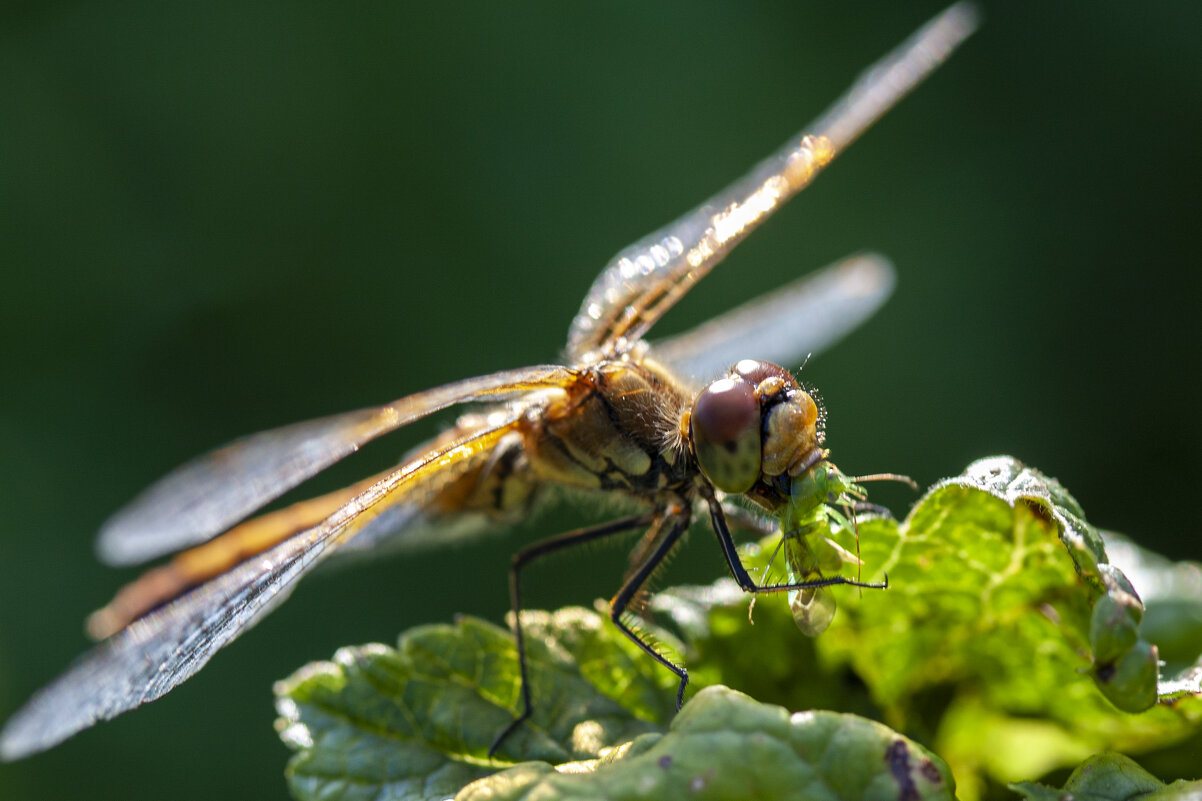 Хищник - Barguzin_45 Иваныч