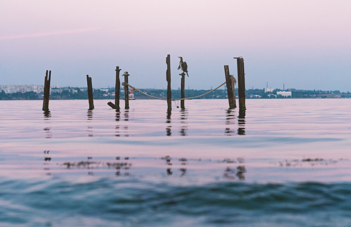 Бакланьи посиделки у воды. - Анатолий Щербак