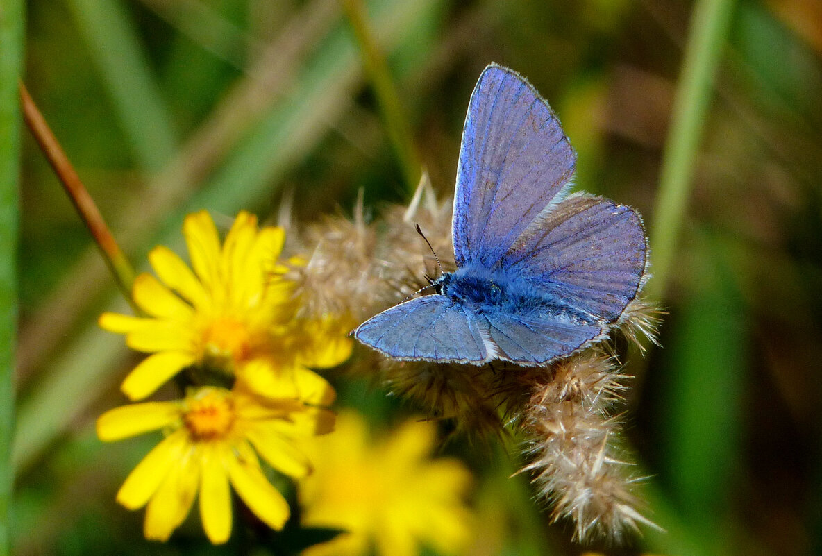 опять про бабочек 434 - Александр Прокудин