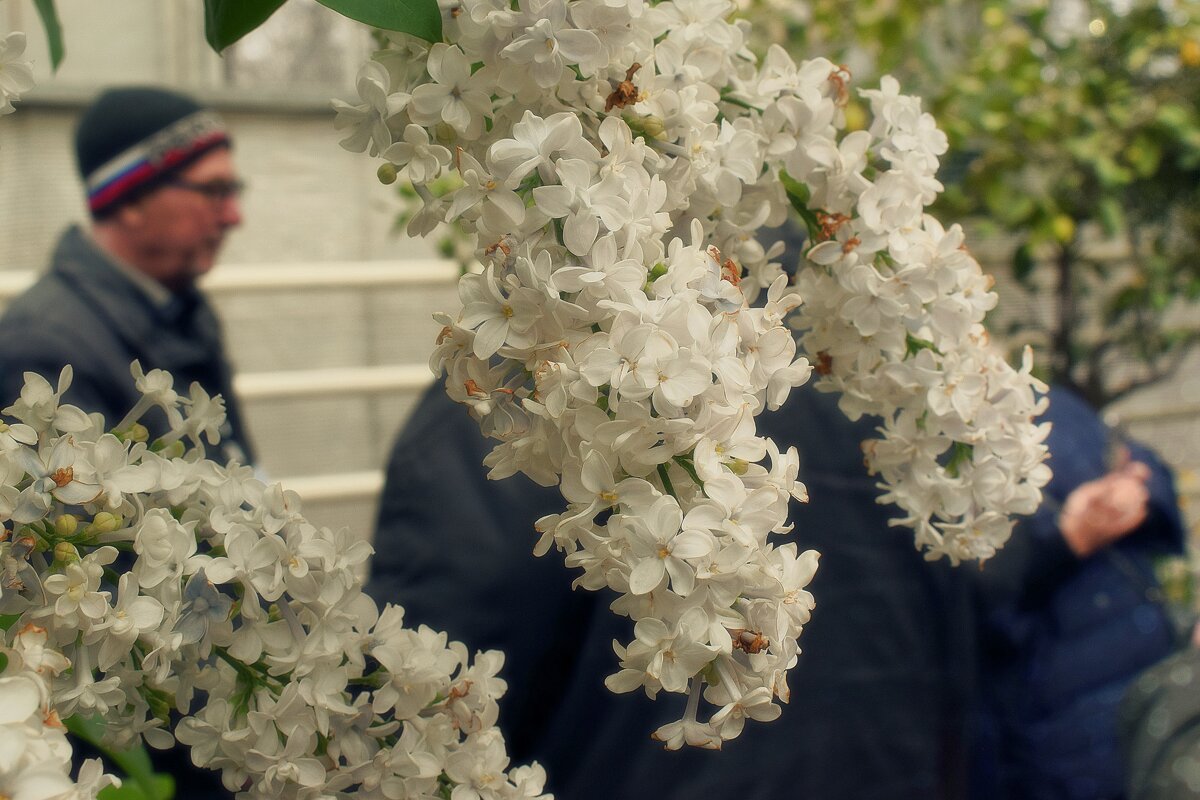 Мимо сирени трудно пройти. - Татьяна Помогалова Мимо сирени трудно пройти. - Татьяна Помогалова