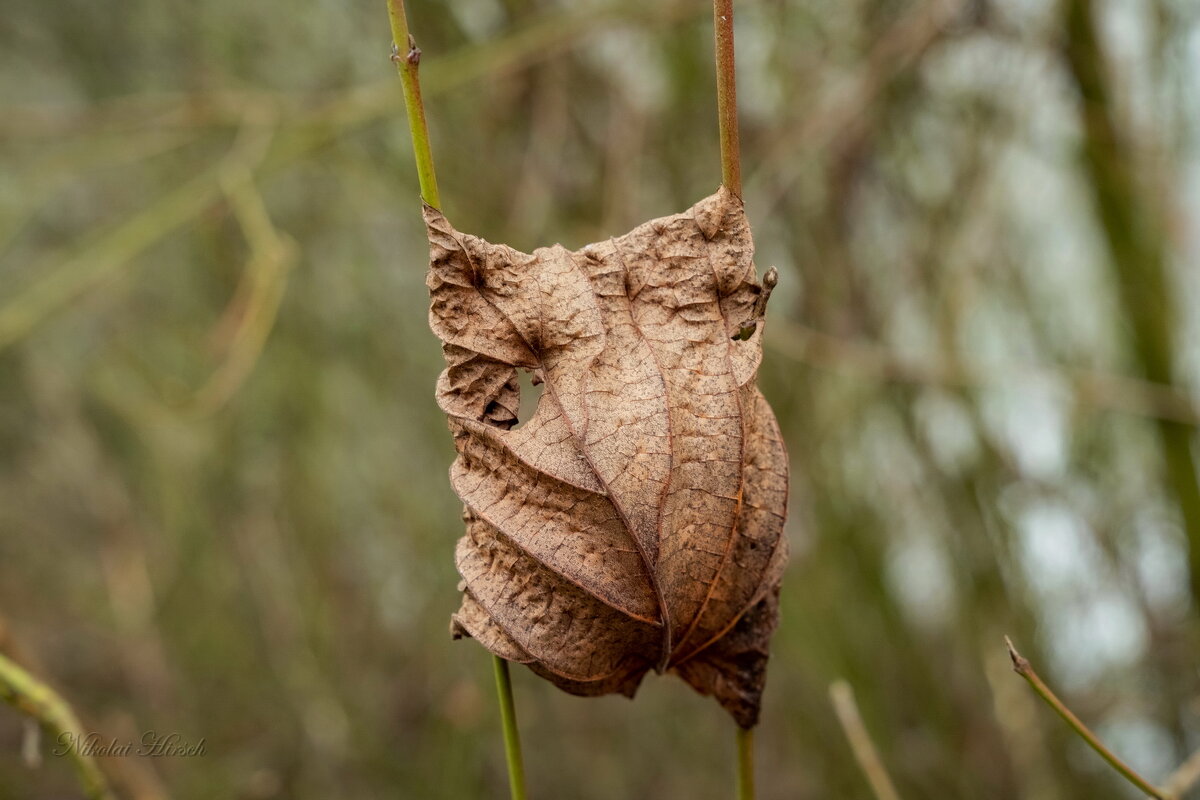 Держись... - Николай Гирш
