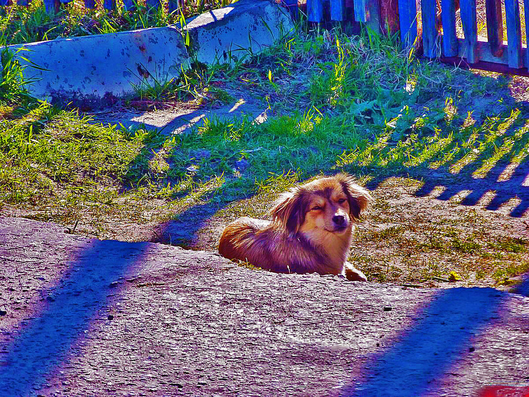 Март..Щенок у тающего сугроба!. - Владимир Март..Щенок у тающего сугроба!. - Владимир