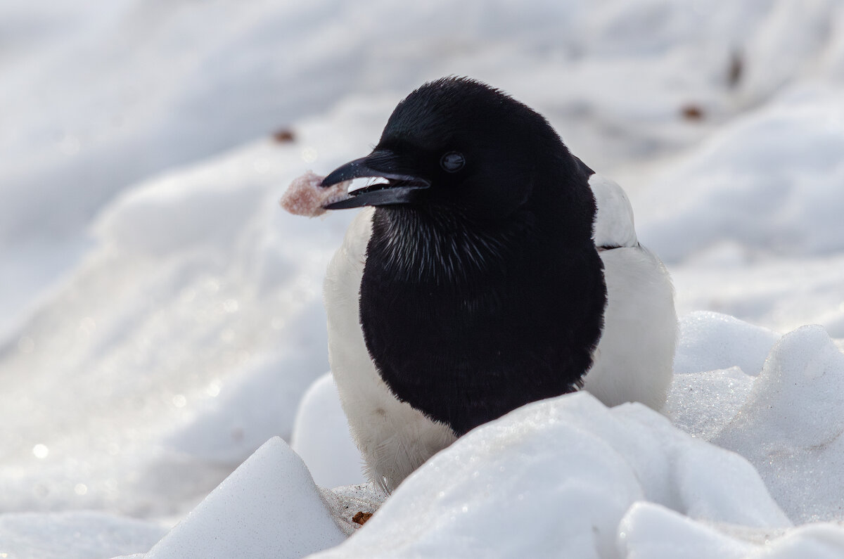 Кто ищет, тот всегда находит. - Виктор Иванович Чернюк Кто ищет, тот всегда находит. - Виктор Иванович Чернюк