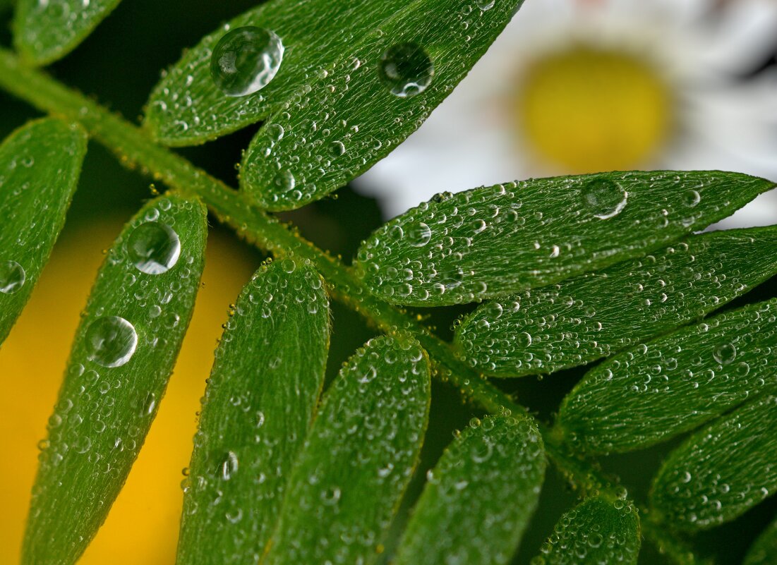 Зелень росы - Сергей Шаврин