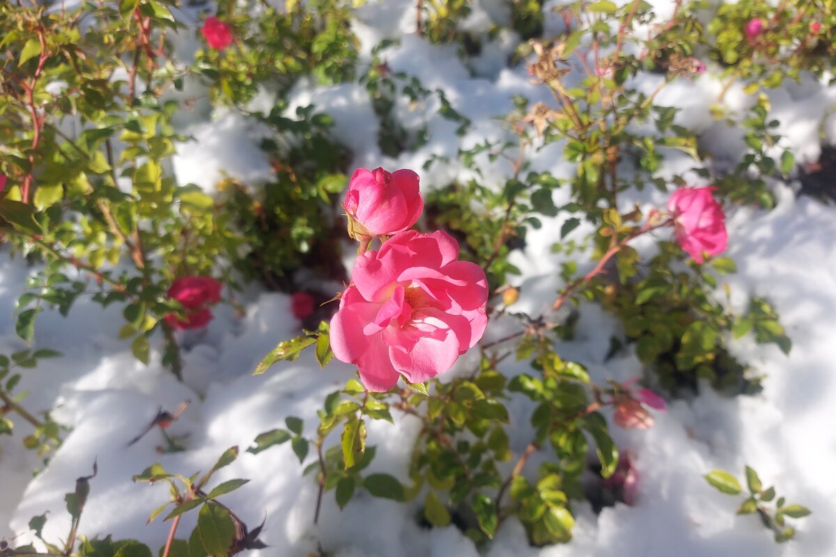 Цветы - Сергей Швечков Цветы - Сергей Швечков