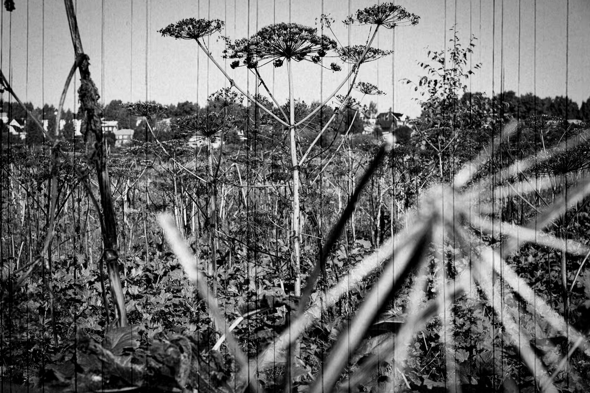 Название отсутствует - Денис Безногов Название отсутствует - Денис Безногов