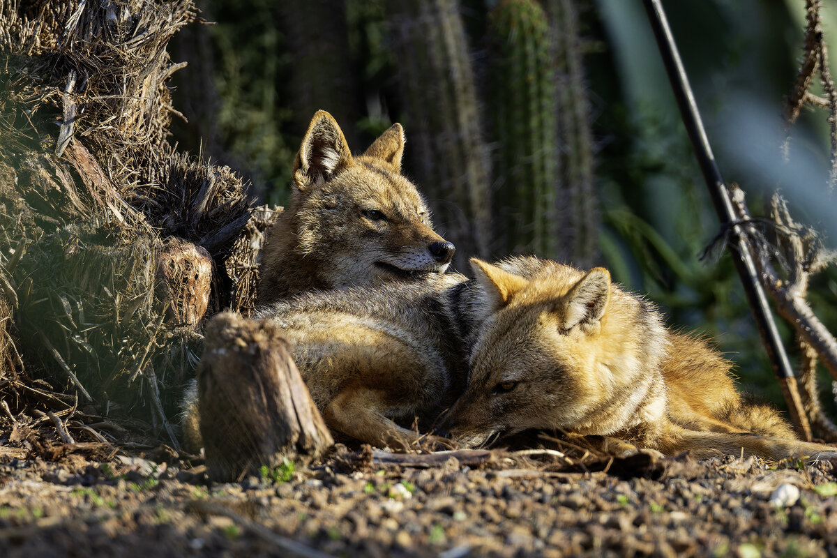 Золотистый шакал. - Alexander Amromin
