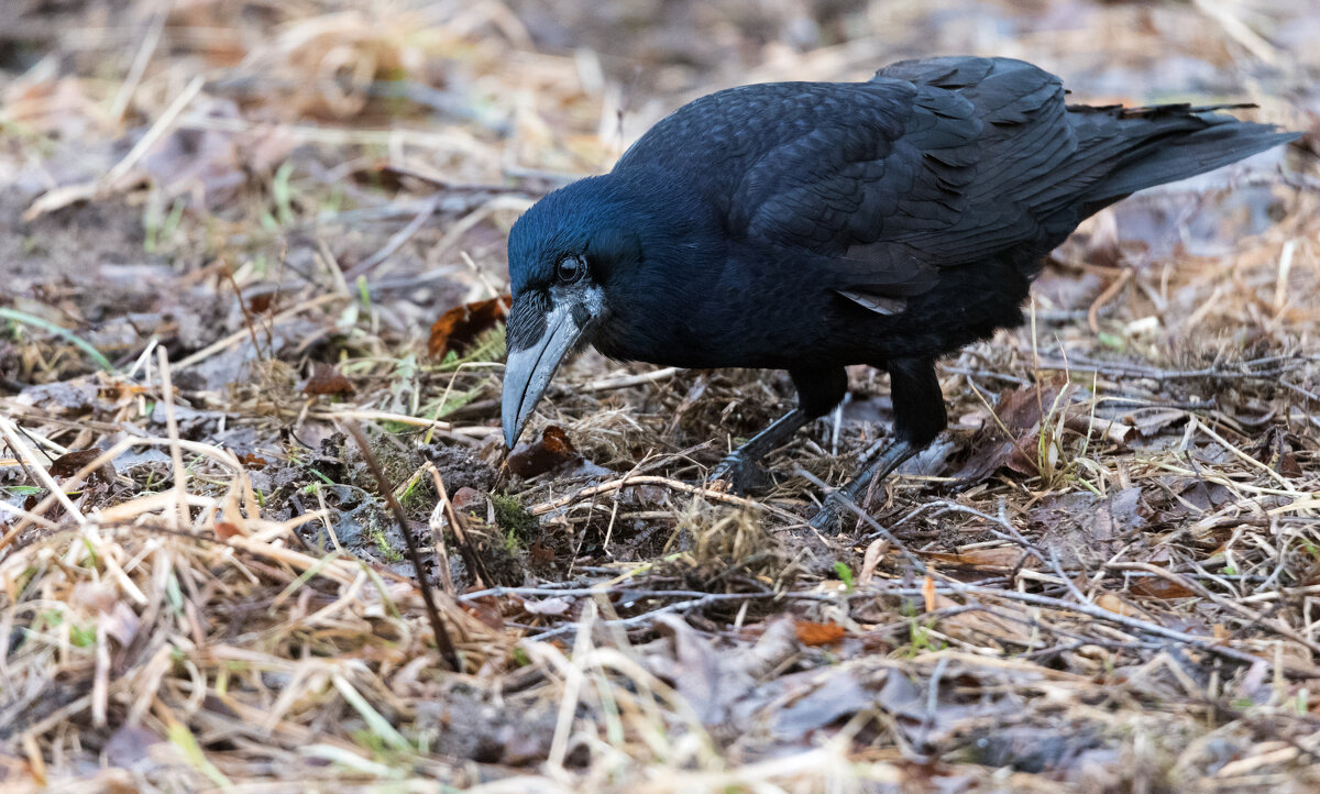 Грач. - Владимир Безбородов Грач. - Владимир Безбородов