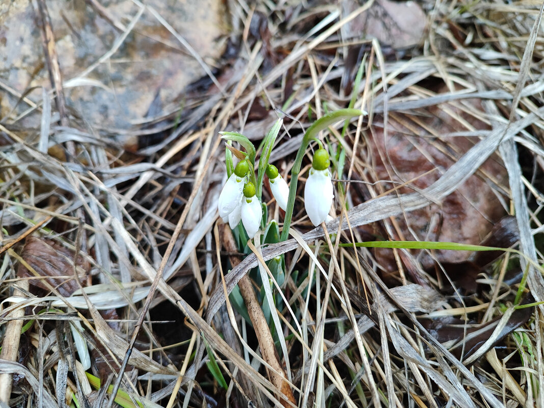 Предвестники весны - Денис Бочкарёв