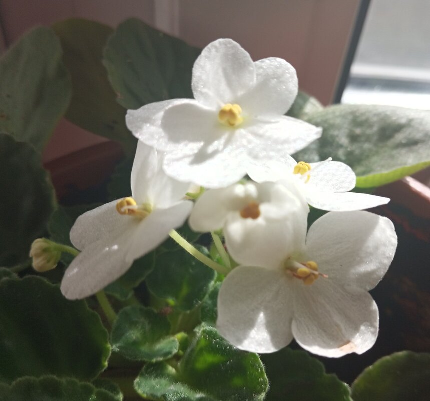 Фиалка - Елена Семигина Фиалка - Елена Семигина