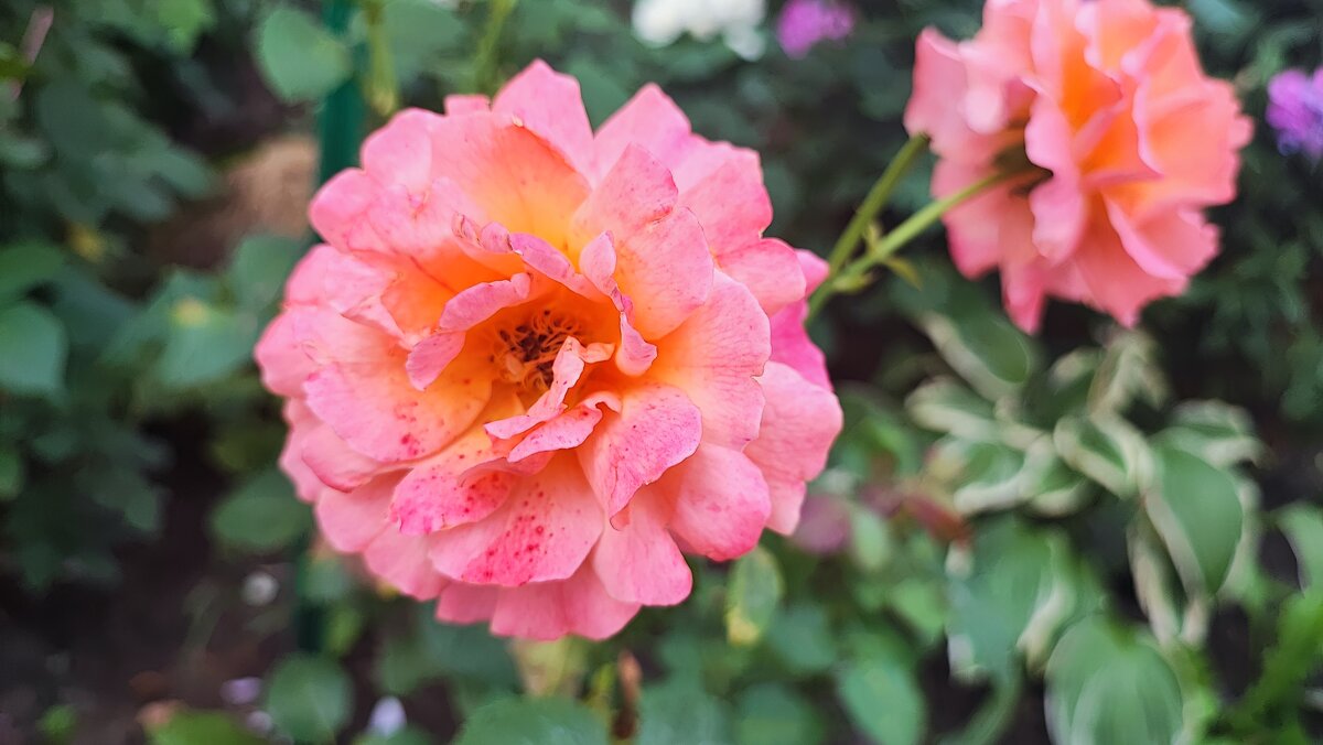 ,,, - Сергей Тимоновский