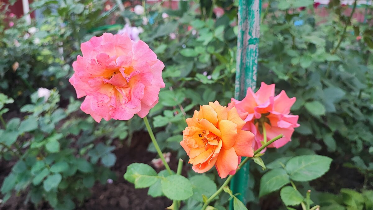 ,,, - Сергей Тимоновский ,,, - Сергей Тимоновский