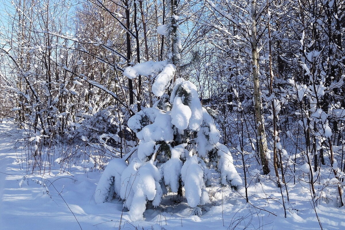 Февральский этюд - Рита Симонова Февральский этюд - Рита Симонова