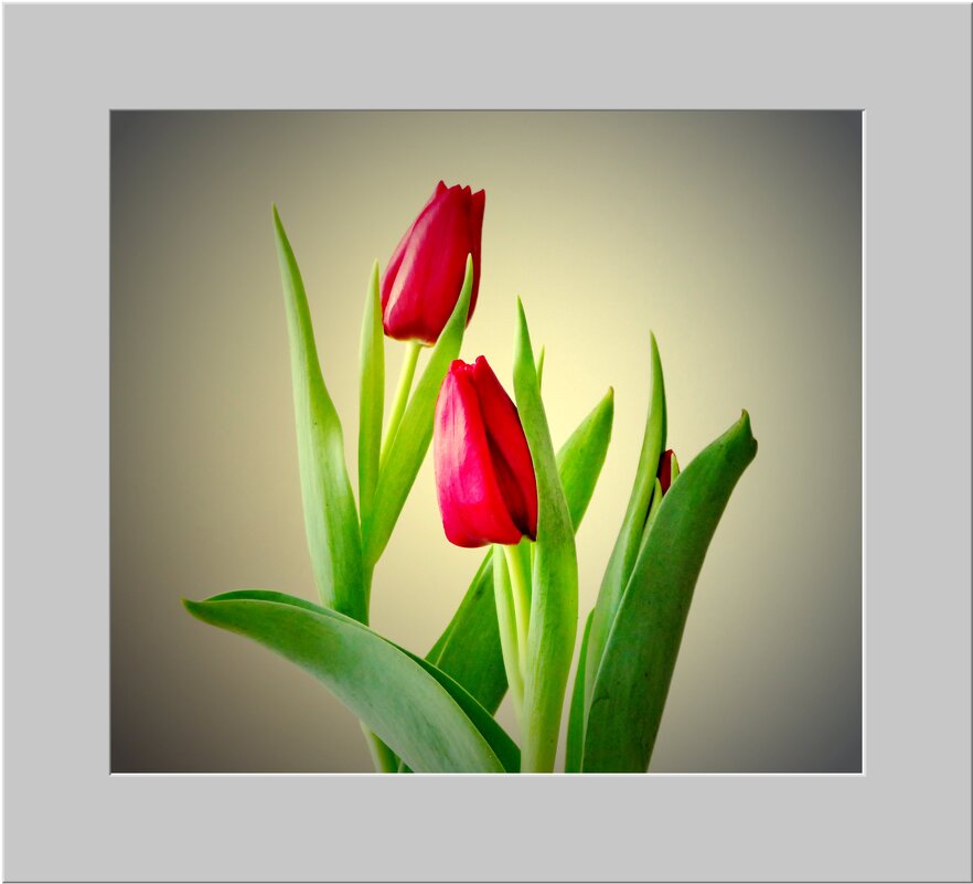 ДОРОГИЕ ЖЕНЩИНЫ, С НАСТУПАЮЩИМ ПРАЗДНИКОМ! - Elvira E. ДОРОГИЕ ЖЕНЩИНЫ, С НАСТУПАЮЩИМ ПРАЗДНИКОМ! - Elvira E.