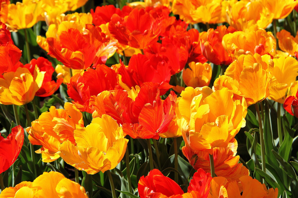 ВСЕХ ДЕВУШЕК ФК С НАСТУПАЮЩИМ 8 МАРТА!!! - Елена Даньшина ВСЕХ ДЕВУШЕК ФК С НАСТУПАЮЩИМ 8 МАРТА!!! - Елена Даньшина