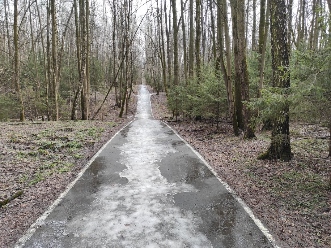 Весенний лес - Игорь Ч. Весенний лес - Игорь Ч.