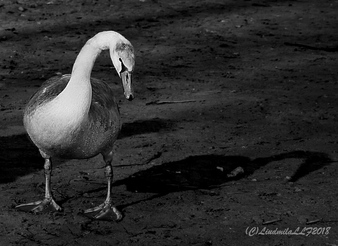 *** - Liudmila LLF *** - Liudmila LLF