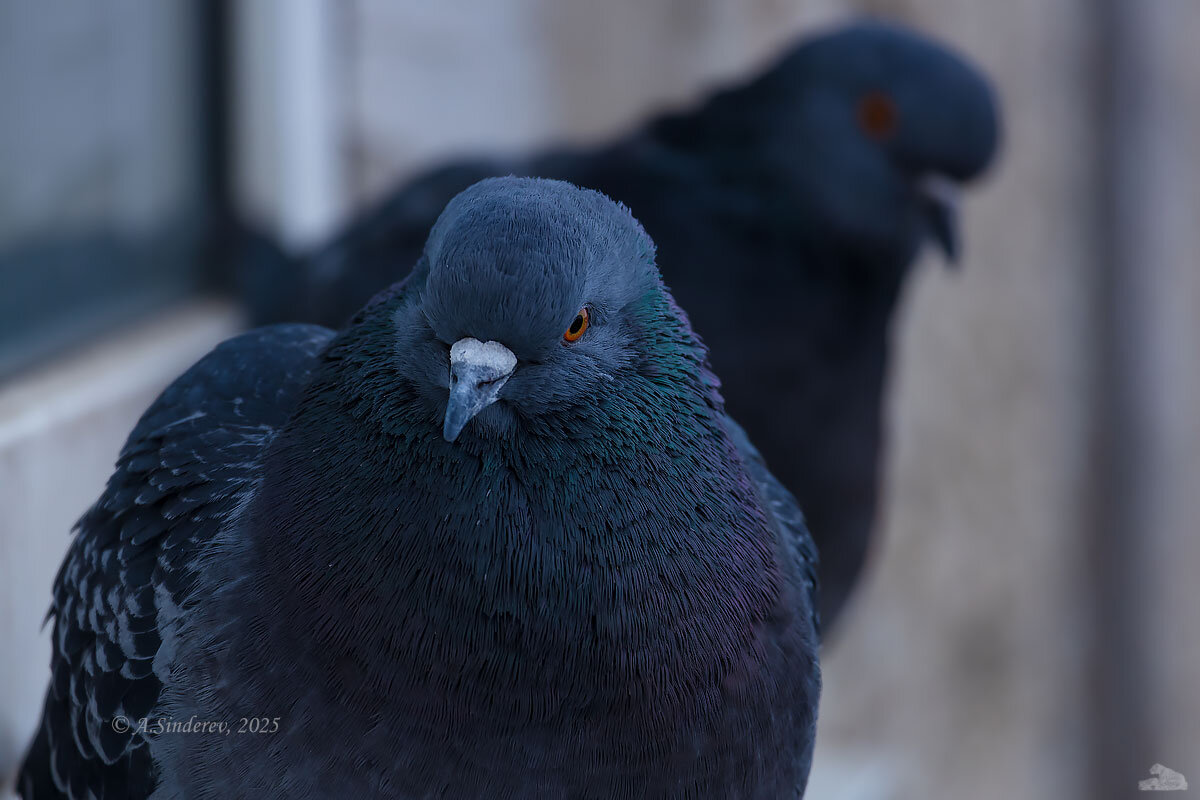 Голуби на окне - Александр Синдерёв