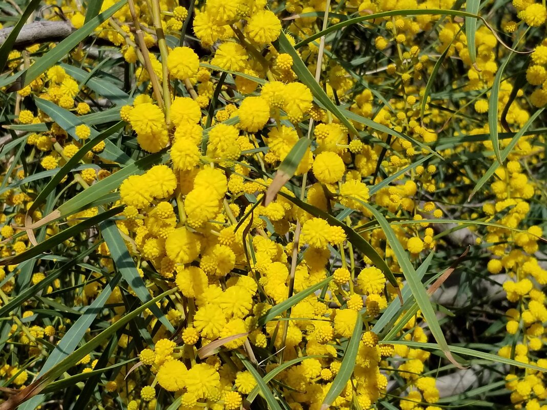 Мимоза - это весна! - Светлана Хращевская