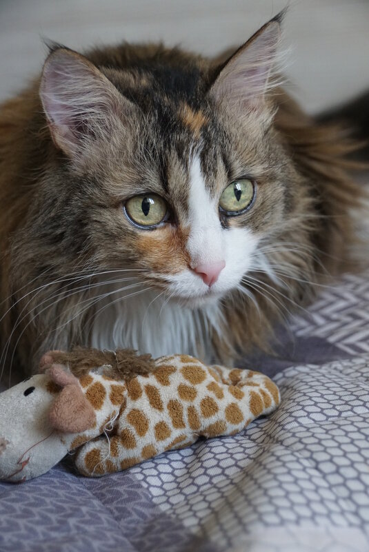 С любимой игрушкой - Наталия Григорьева С любимой игрушкой - Наталия Григорьева