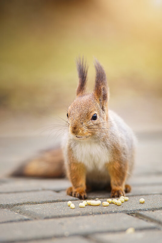 Белка - Alex Bush