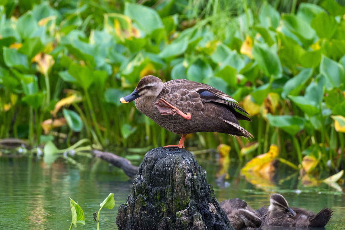 *** - Alexandr Khizhniak