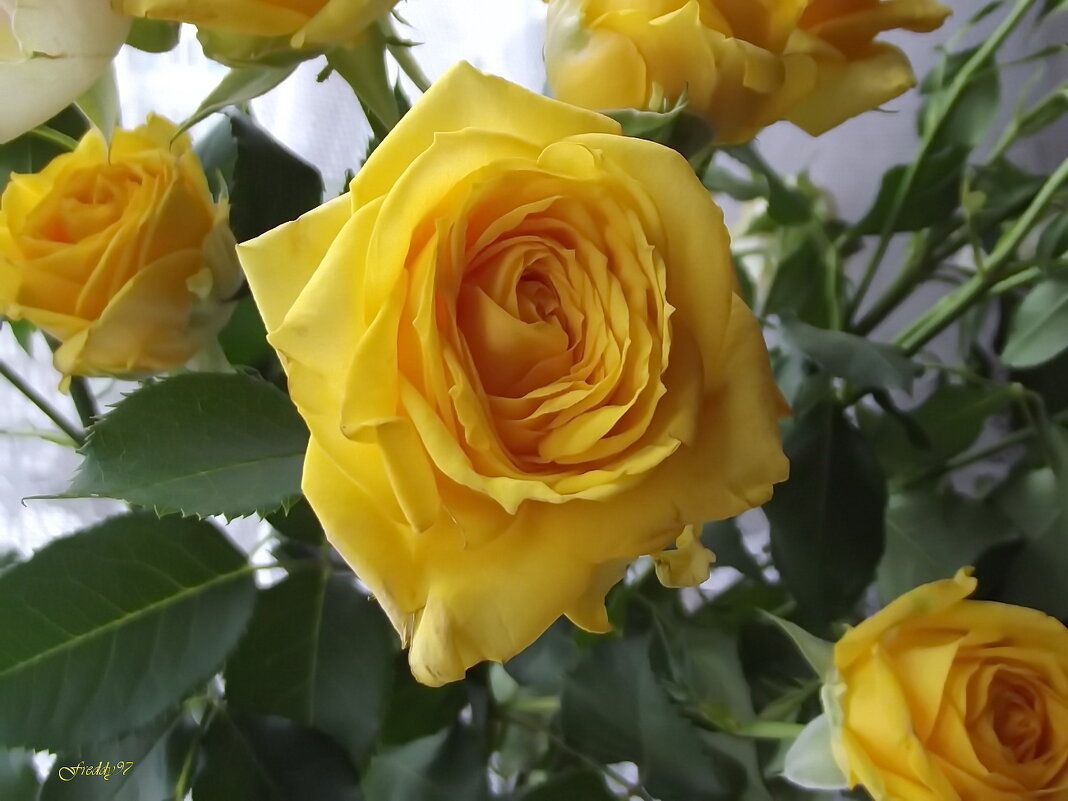 Роза - Freddy 97