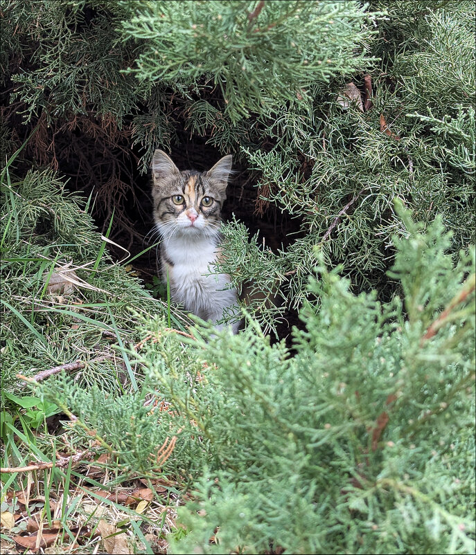В засаде - Валерий Готлиб В засаде - Валерий Готлиб