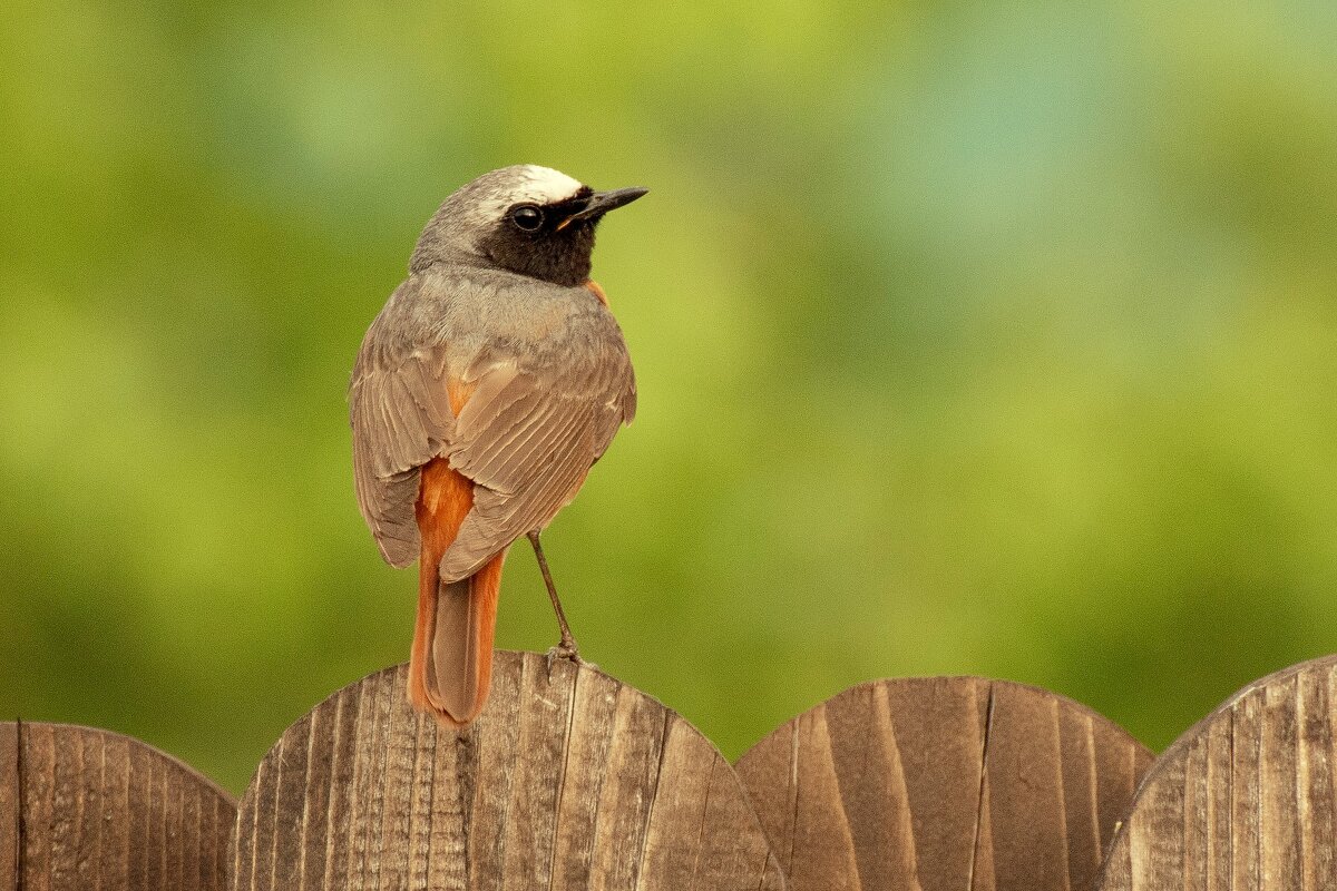 Обыкновенная горихвостка - Виктор Колмогоров