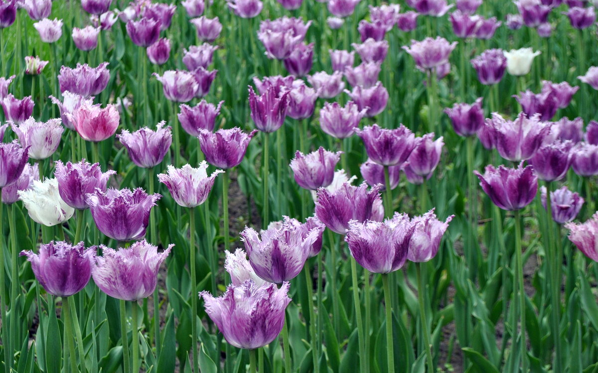 Без цветов никак нельзя .. - AleksSPb Лесниченко