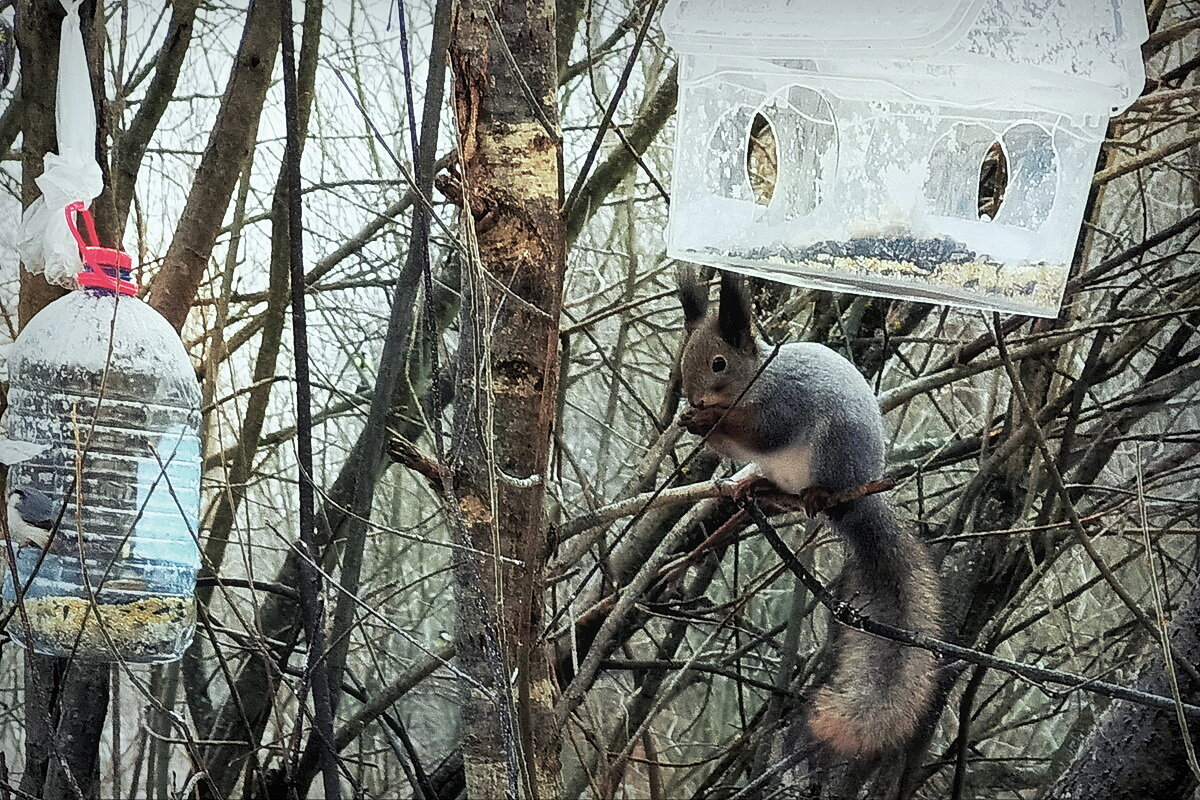 В парке... - Владимир Шошин В парке... - Владимир Шошин