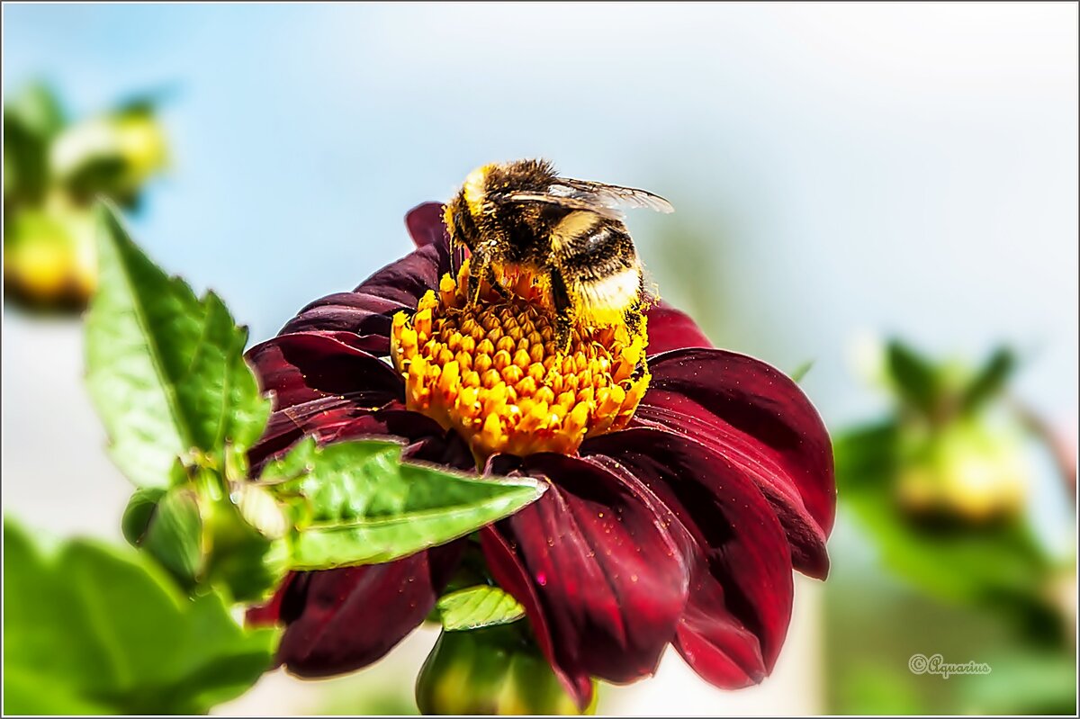 Август... - Aquarius - Сергей