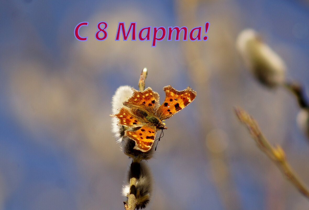С 8 Марта! - Александр Прокудин