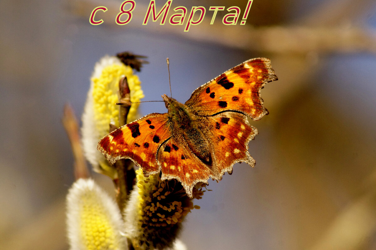 С 8 Марта! - Александр Прокудин С 8 Марта! - Александр Прокудин