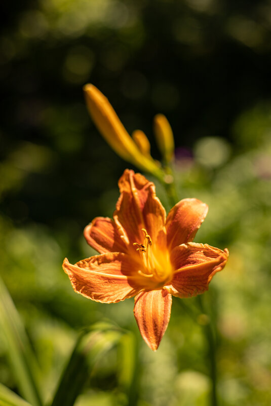 Ну слишком очаровательный Лилейник - Анастасия Фотографовна