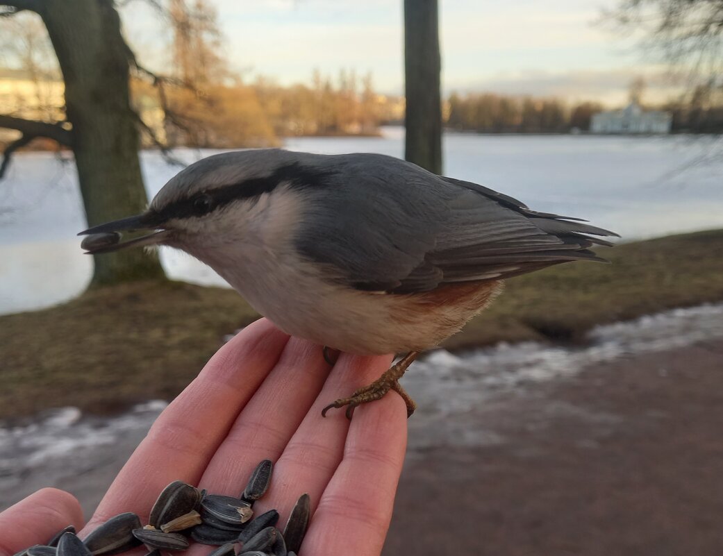 Поползень - Сапсан 