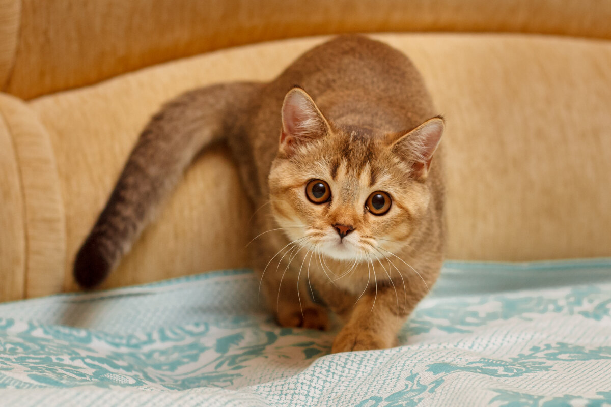 *** - Дмитрий Кобзев *** - Дмитрий Кобзев