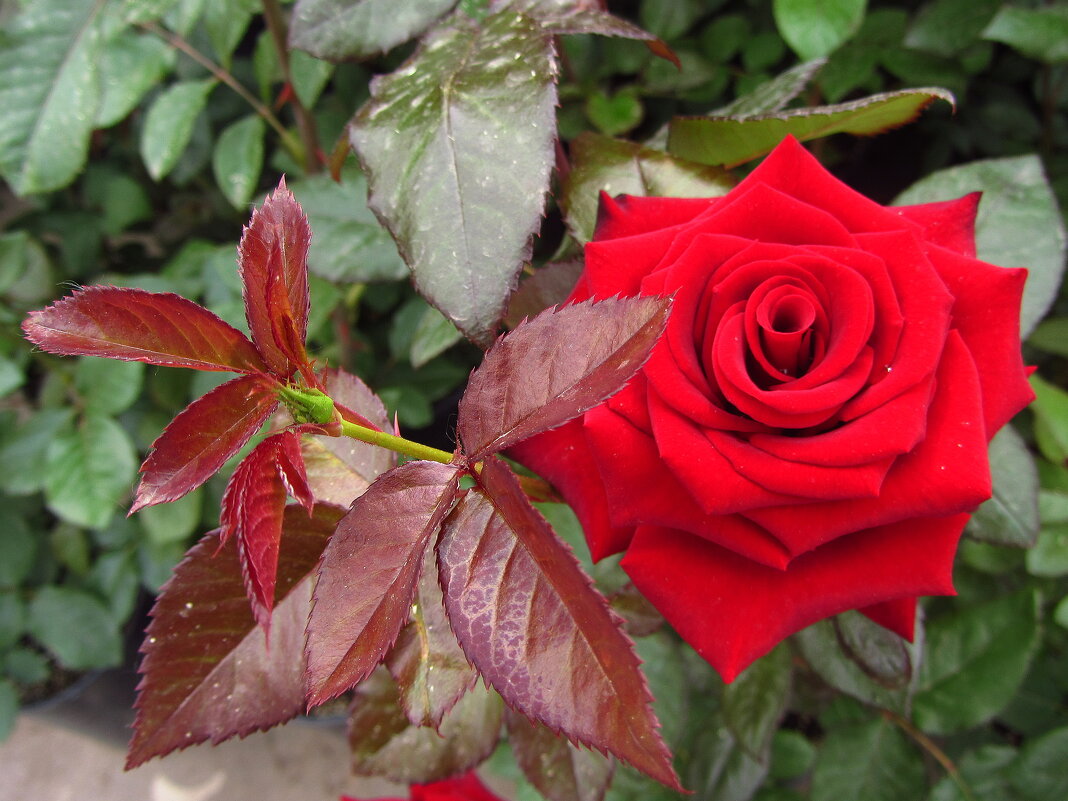 С праздником вас, дорогие и любимые! - Андрей Лукьянов