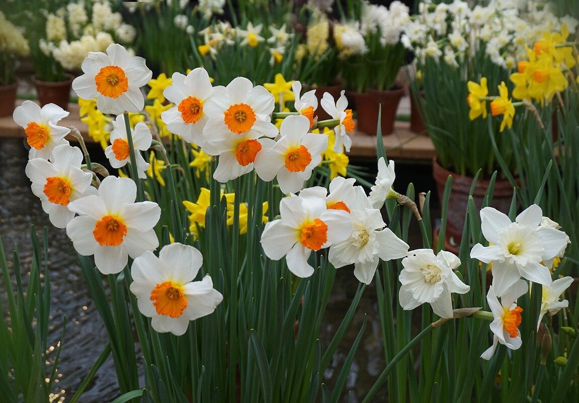 "Репетиция весны" в Аптекарском огороде - Ольга 