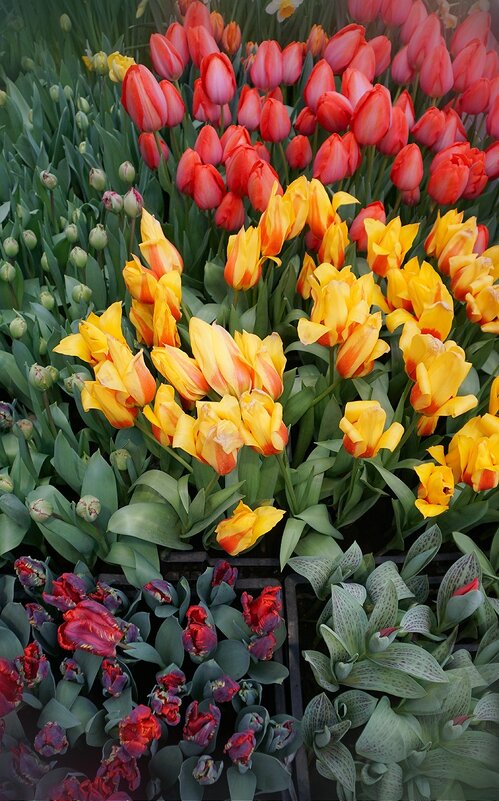 "Репетиция весны в Аптекарском огороде - Ольга "Репетиция весны в Аптекарском огороде - Ольга