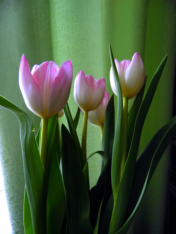 Милые женщины.девочки,бабушки-с праздником ! - nadyasilyuk Вознюк