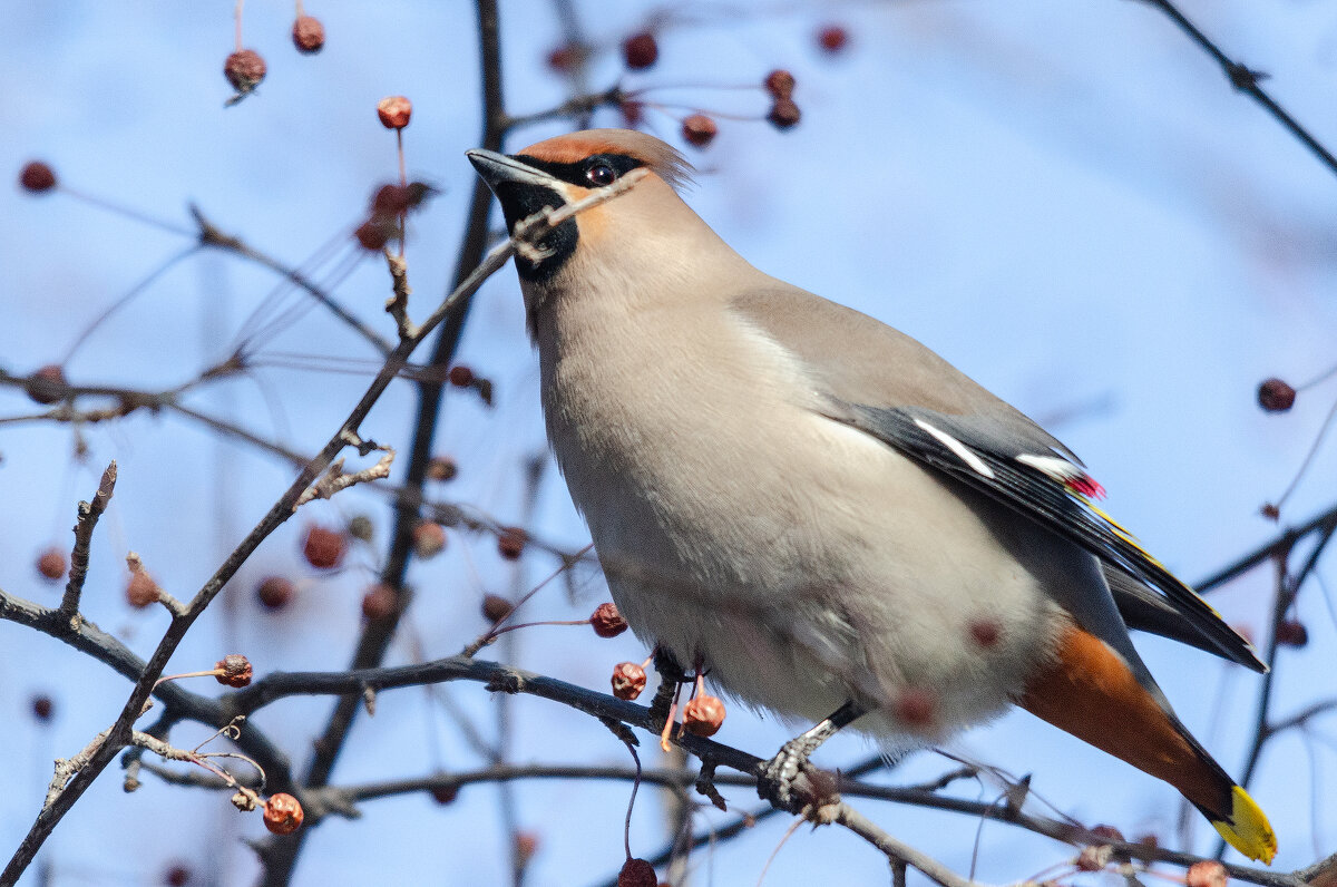 Свиристель. - Виктор Иванович Чернюк Свиристель. - Виктор Иванович Чернюк