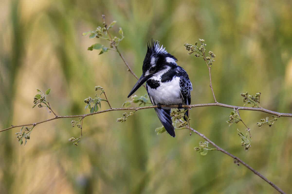 Малый пегий зимородок. - Alexander Amromin Малый пегий зимородок. - Alexander Amromin