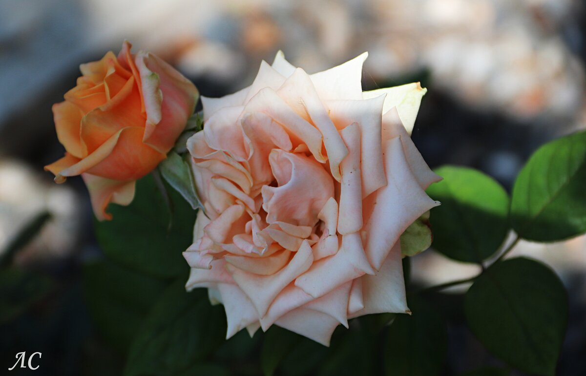 Юность и зрелость - Любовь Сахарова