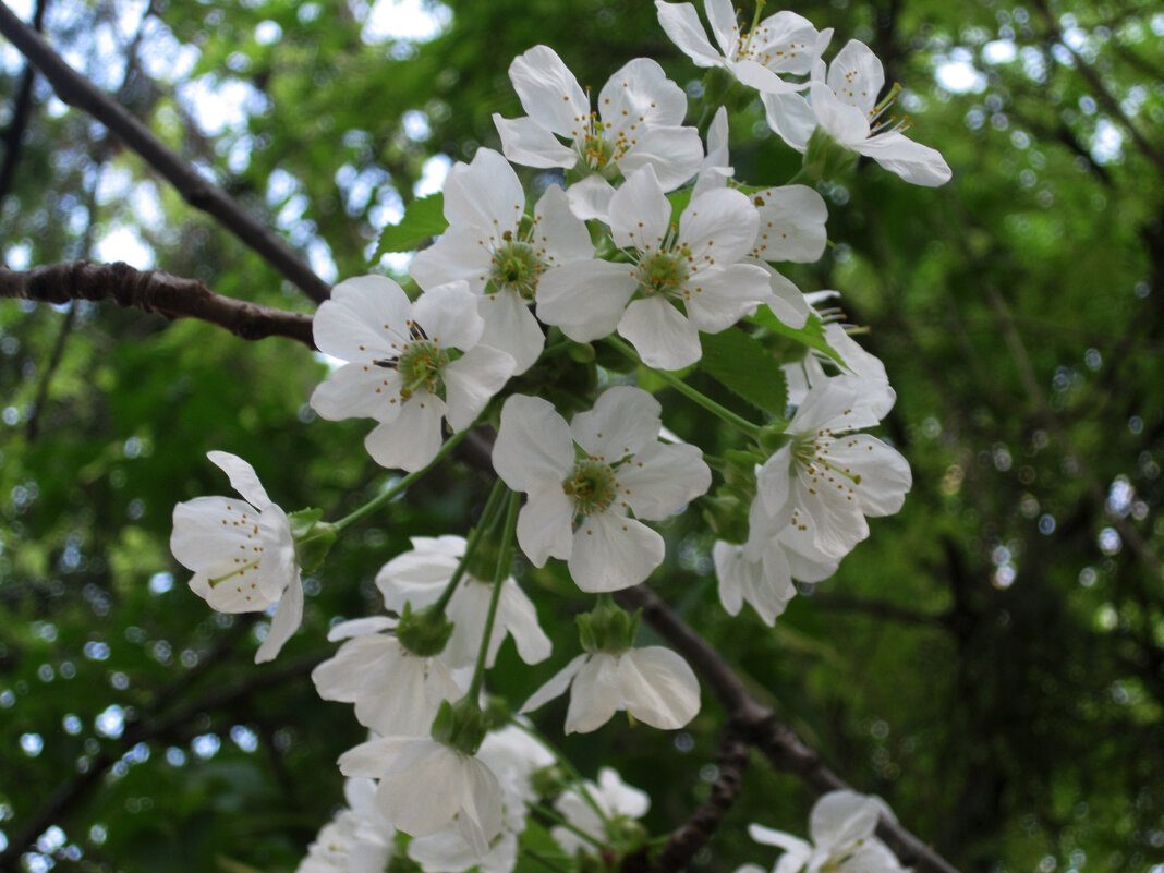 Цветы  вишни - Валентин Семчишин