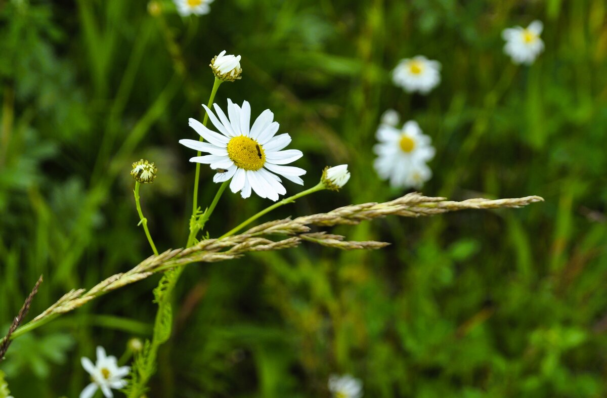Букашка на ромашке - Галина Шеина-Мюльдорфер Букашка на ромашке - Галина Шеина-Мюльдорфер