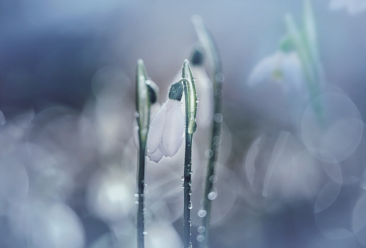 Цветение души... - Лилия .