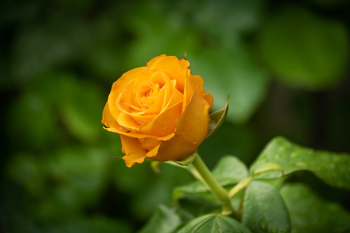 С праздником весны, очарования и женственности! - Игорь Сикорский С праздником весны, очарования и женственности! - Игорь Сикорский